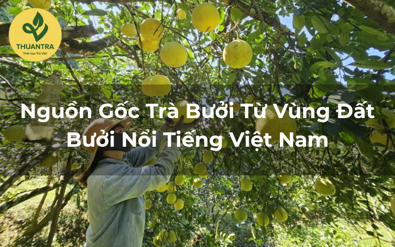 Lịch Sử Trà Bưởi Trong Các Lễ Hội Gia Đình Việt Nam