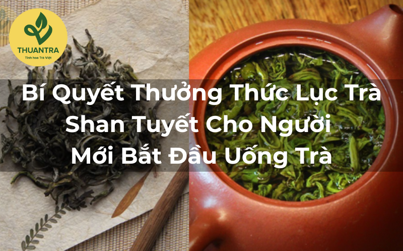 Bí Quyết Thưởng Thức Lục Trà Shan Tuyết Cho Người Mới Bắt Đầu Uống Trà