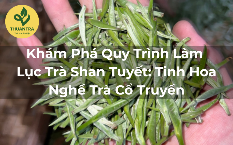Khám Phá Quy Trình Làm Lục Trà Shan Tuyết: Tinh Hoa Nghề Trà Cổ Truyền