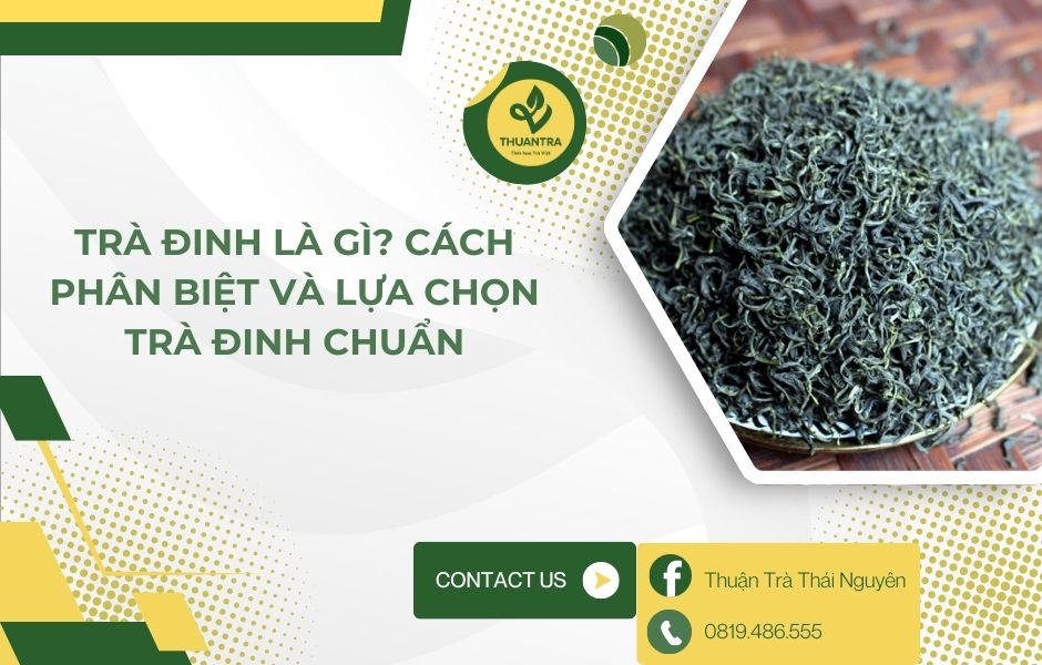 Trà Đinh Là Gì? Cách Phân Biệt Và Lựa Chọn Trà Đinh Chuẩn