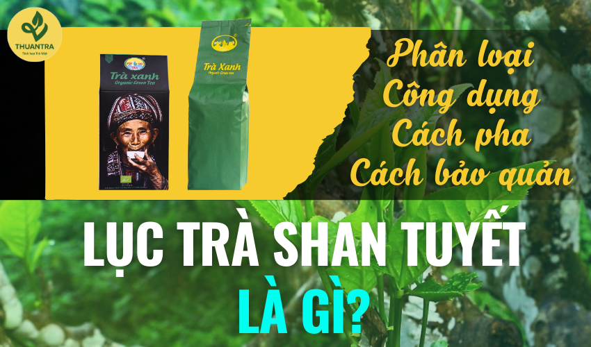 Lục trà Shan Tuyết là gì? Phân loại, công dụng, cách pha, cách bảo quản lục trà Shan Tuyết ngon
