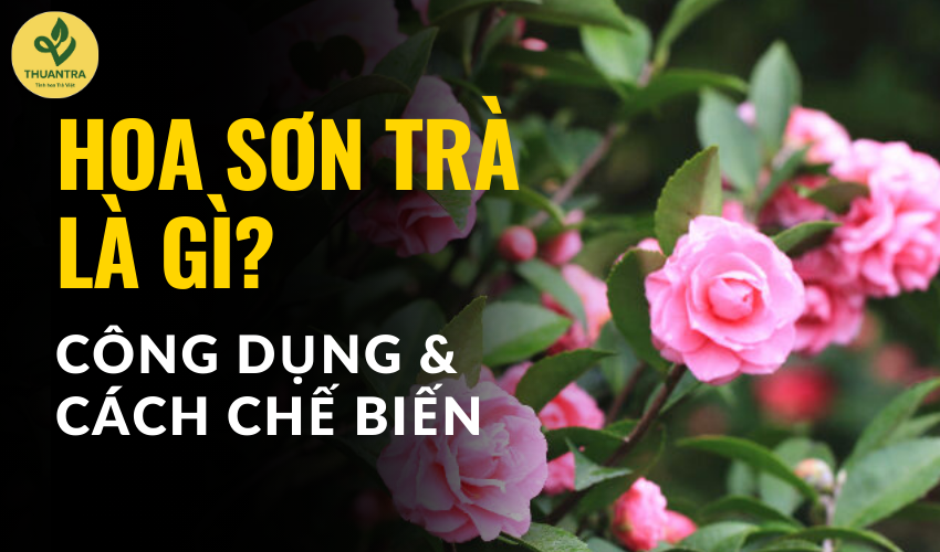 Hoa sơn trà là gì? Cách chế biến và lợi ích sức khỏe sẽ khiến bạn bất ngờ