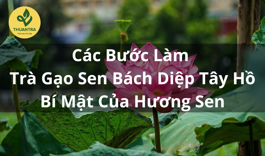 Các Bước Làm Trà Gạo Sen Bách Diệp Tây Hồ – Bí Mật Của Hương Sen