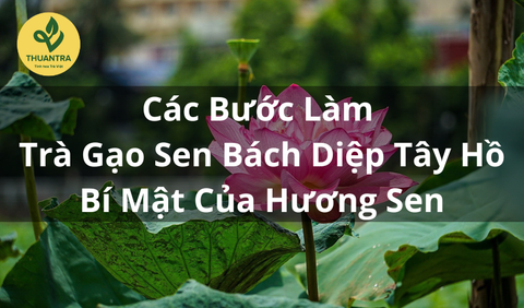 Các Bước Làm Trà Gạo Sen Bách Diệp Tây Hồ – Bí Mật Của Hương Sen