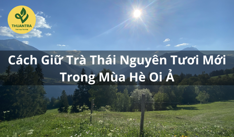 Cách Giữ Trà Thái Nguyên Tươi Mới Trong Mùa Hè Oi Ả