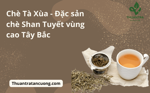 Chè Tà Xùa - Đặc sản chè Shan Tuyết vùng cao Tây Bắc