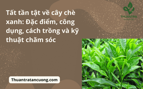 Tất tần tật về cây chè xanh: Đặc điểm, công dụng, cách trồng và kỹ thuật chăm sóc