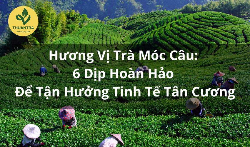 Hương Vị Trà Móc Câu: 6 Dịp Hoàn Hảo Để Tận Hưởng Tinh Tế Tân Cương