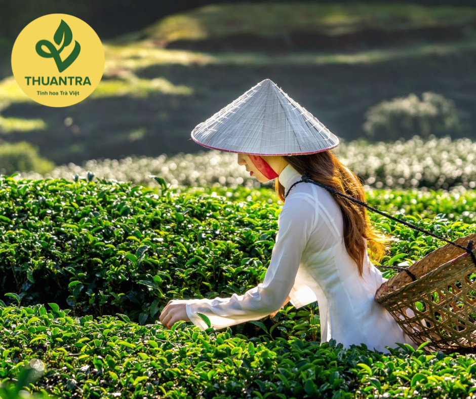 Việc hái trà đúng cách - Lợi ích cho cộng đồng, môi trường Tại sao hái trà đúng cách là quan trọng?