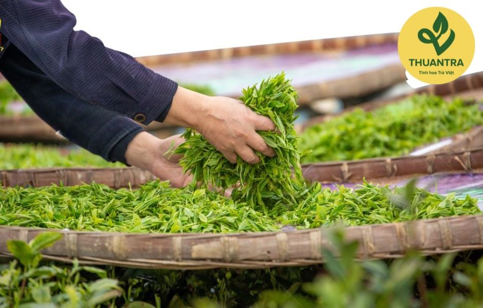 Trà và giấc ngủ: Có thể bạn chưa biết