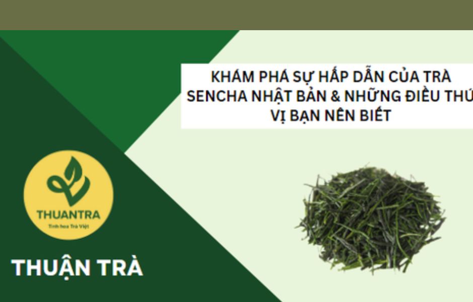 Khám phá sự hấp dẫn của trà Sencha Nhật Bản & những điều thú vị bạn nên biết