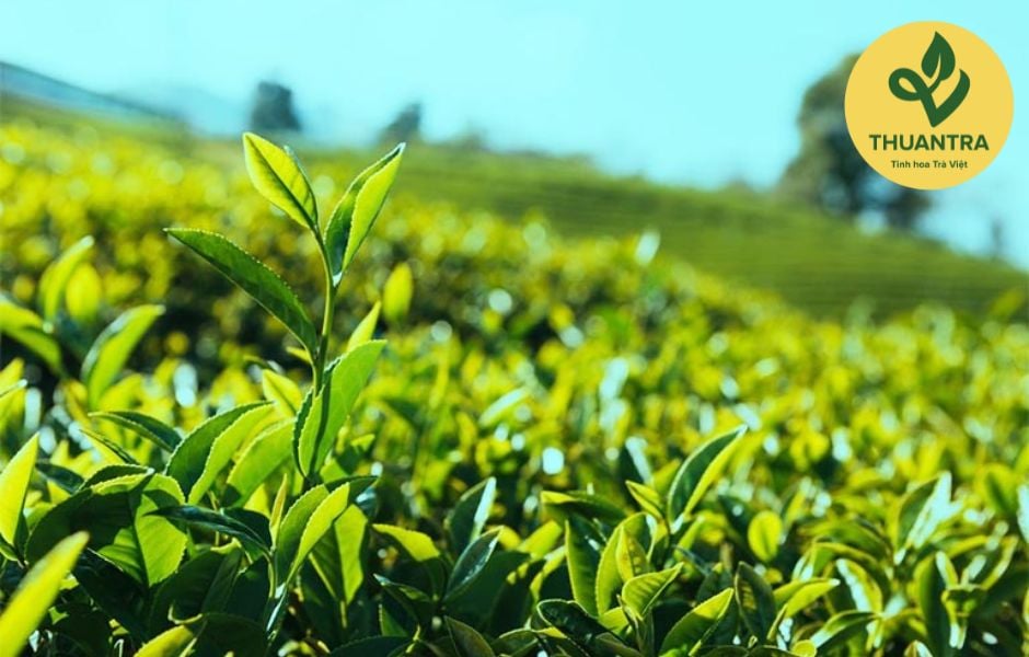 Các công đoạn trong quy trình trồng cây chè