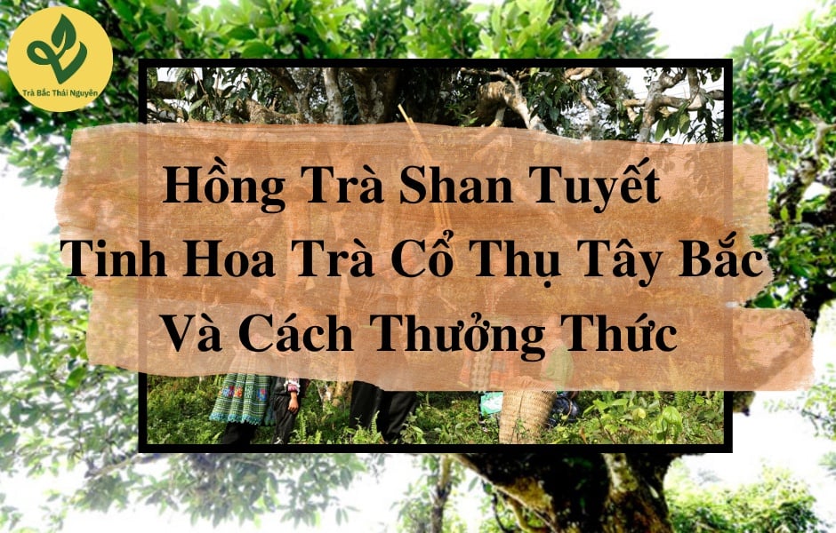 Hồng Trà Shan Tuyết – Tinh Hoa Trà Cổ Thụ Tây Bắc Và Cách Thưởng Thức