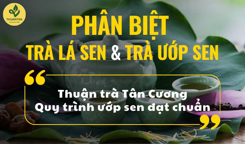 Phân biệt trà lá sen với trà ướp hoa sen? Giải mã từ quy trình sản xuất trà ướp sen đạt chuẩn của Thuận Trà Tân Cương