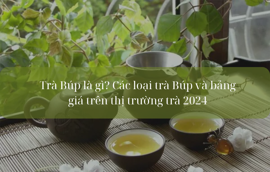 Trà Búp là gì? Các loại trà Búp và bảng giá trên thị trường trà 2024