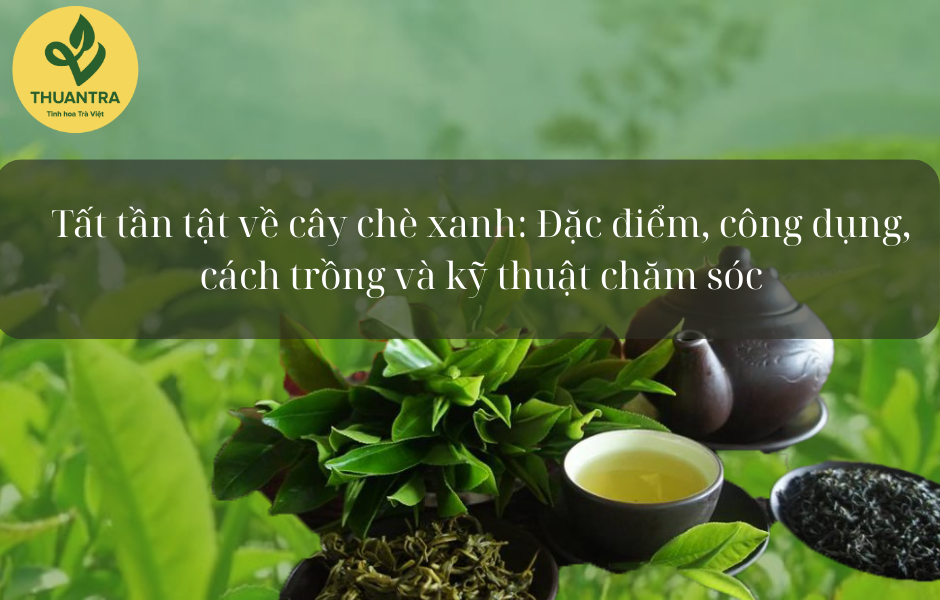 Tất tần tật về cây chè xanh: Đặc điểm, công dụng, cách trồng và kỹ thuật chăm sóc