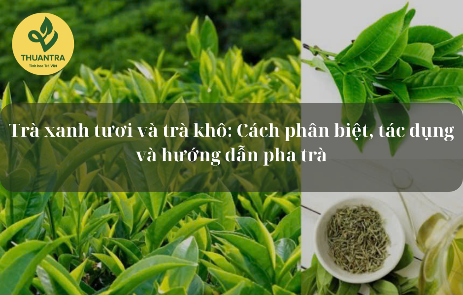 Trà xanh tươi và trà khô: Cách phân biệt, tác dụng và hướng dẫn pha trà