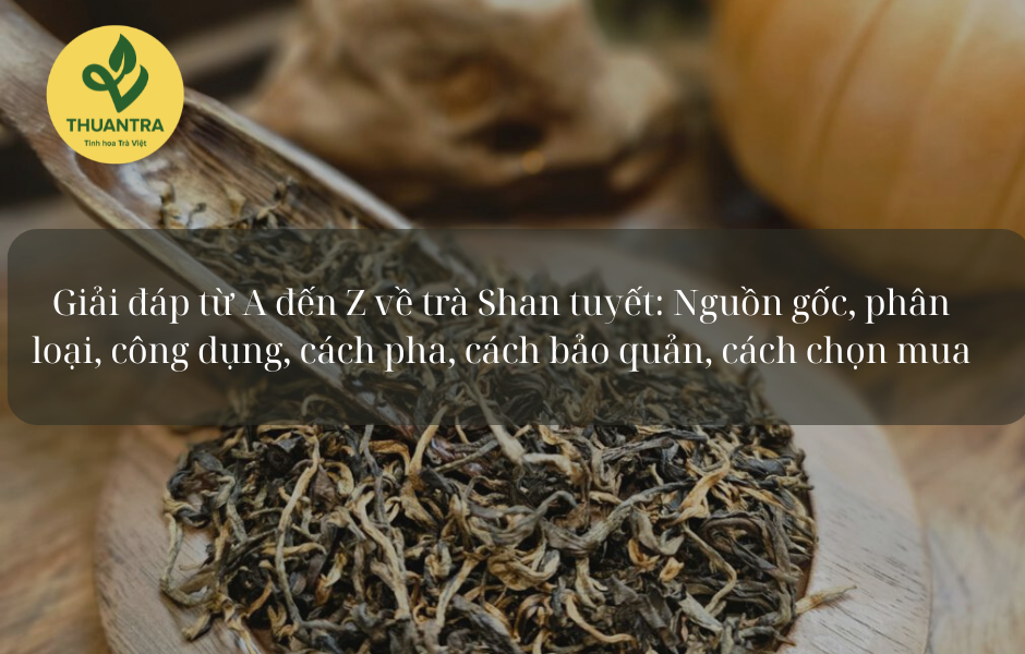 Giải đáp từ A đến Z về trà Shan tuyết: Nguồn gốc, phân loại, công dụng, cách pha, cách bảo quản, cách chọn mua