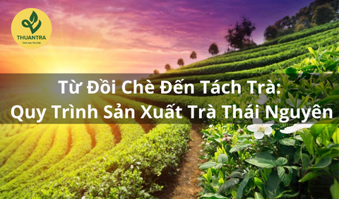 Từ Đồi Chè Đến Tách Trà: Quy Trình Sản Xuất Trà Thái Nguyên