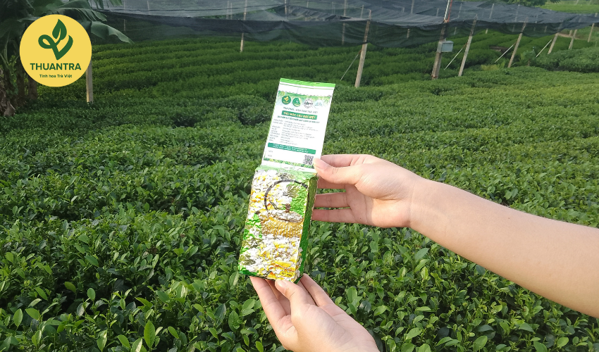 Khi Nào Nên Uống Trà Móc Câu? 5 Thời Điểm Tốt Nhất Cho Hương Vị Tinh Tế