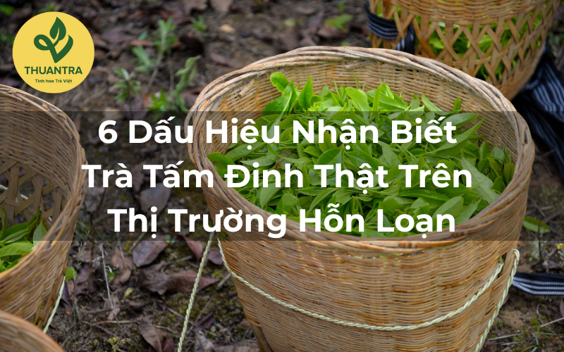 6 Dấu Hiệu Nhận Biết Trà Tấm Đinh Thật Trên Thị Trường Hỗn Loạn