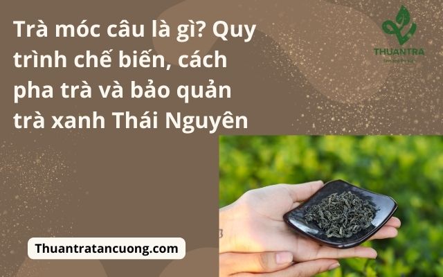 Trà móc câu là gì? Quy trình chế biến, cách pha trà và hướng dẫn bảo quản trà xanh Thái Nguyên