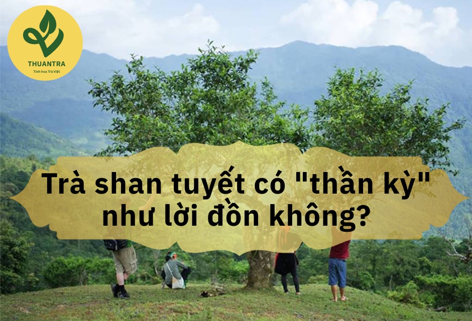 Trà shan tuyết có 