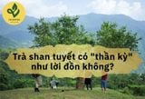 Trà shan tuyết có 