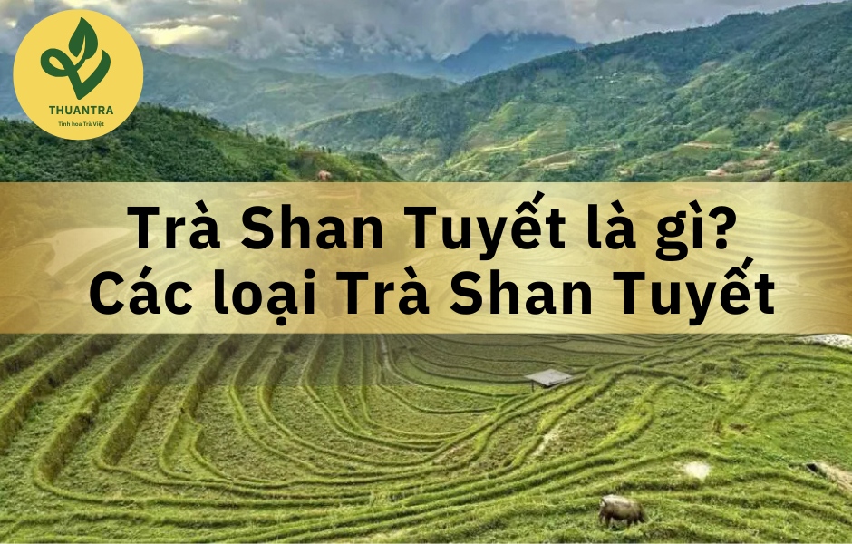 Trà Shan Tuyết Tiếng Anh Là Gì? Cách Phân Biệt Các Loại Trà Shan Tuyết