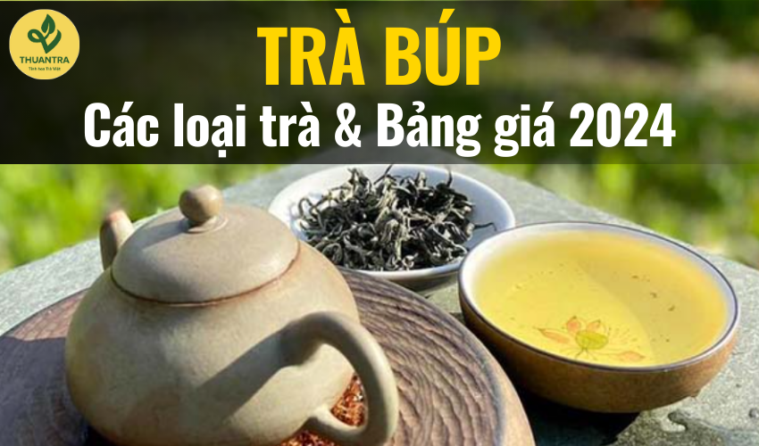 Trà Búp là gì? Các loại trà Búp và bảng giá trên thị trường trà 2024