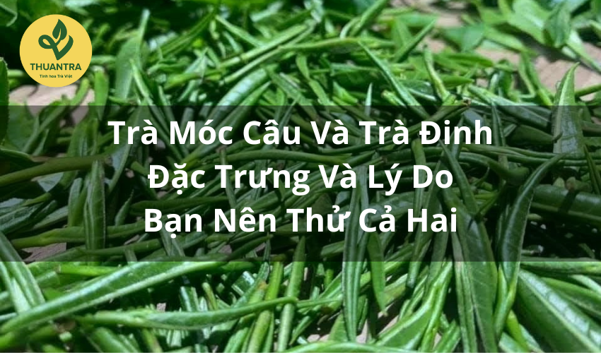 Trà Móc Câu Và Trà Đinh: Đặc Trưng Và Lý Do Bạn Nên Thử Cả Hai