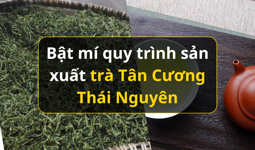 Bật mí quy trình sản xuất trà Tân Cương Thái Nguyên