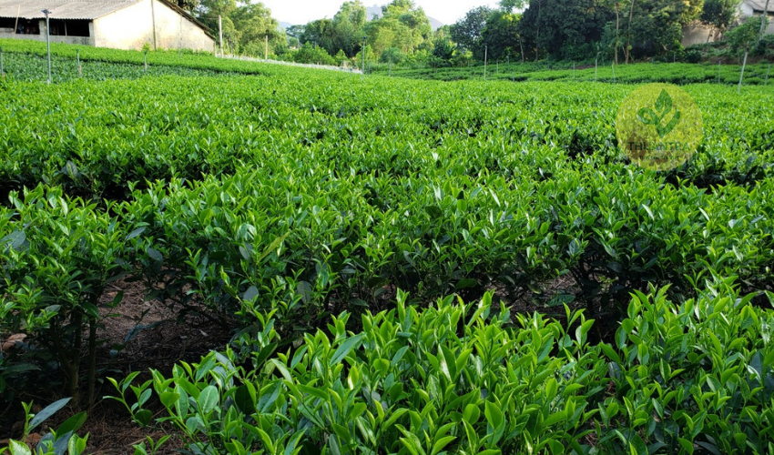 Trà Búp Thái Nguyên: Hành Trình Từ Cây Trà Đến Tinh Hoa Trong Hương Vị