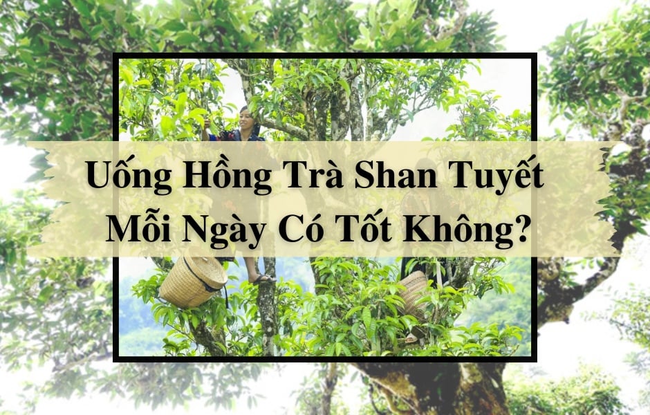 Uống Hồng Trà Shan Tuyết Mỗi Ngày Có Tốt Không?
