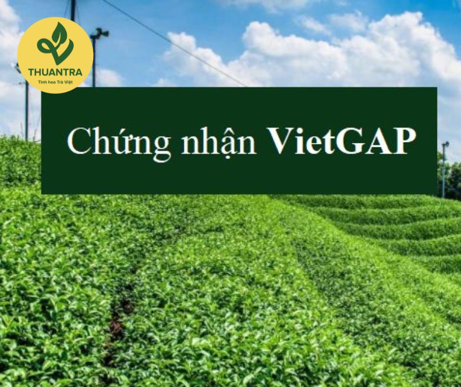 Trà Sạch Vietgap của Thuận Trà Tân Cương: Hương vị tinh tế và chất lượng đáng tin cậy