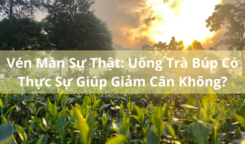 Vén Màn Sự Thật: Uống Trà Búp Có Thực Sự Giúp Giảm Cân Không?