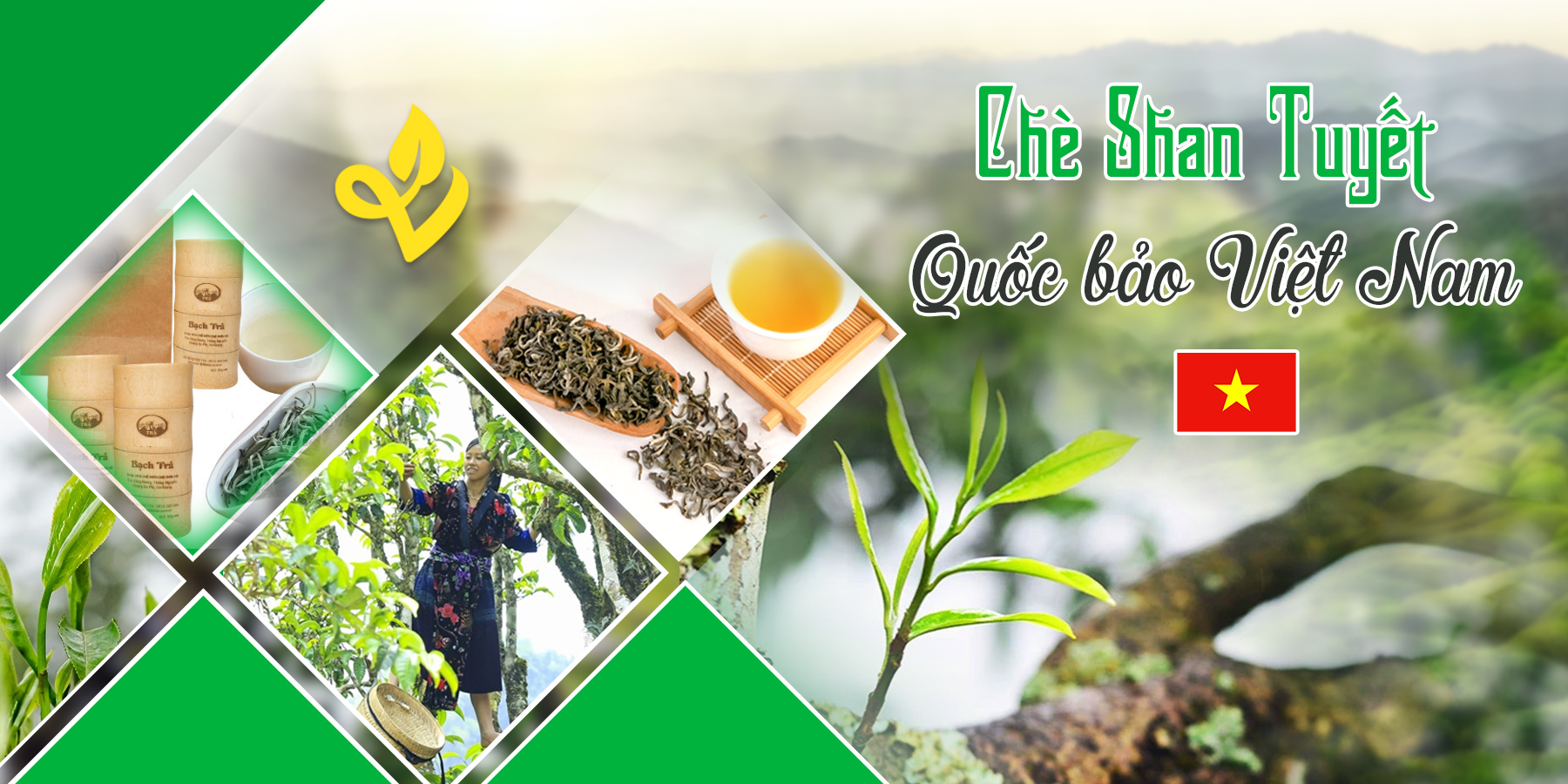 Bạch Shan Tiên - Trà Móng Rồng