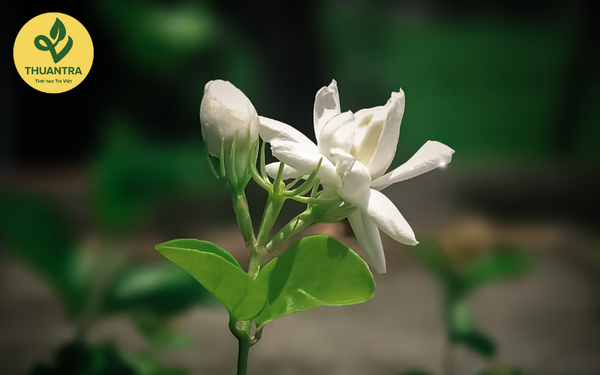 Trà nhài