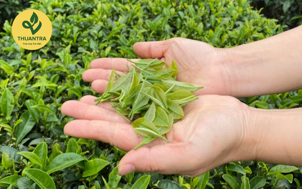 giá trị trà xanh