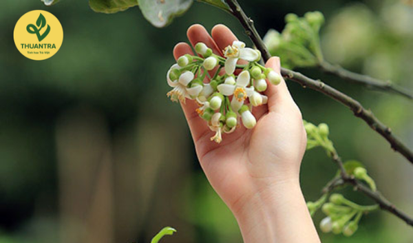 Cập Nhật Giá Trà Hoa Bưởi Thái Nguyên Mới Nhất: Đừng Bỏ Lỡ!