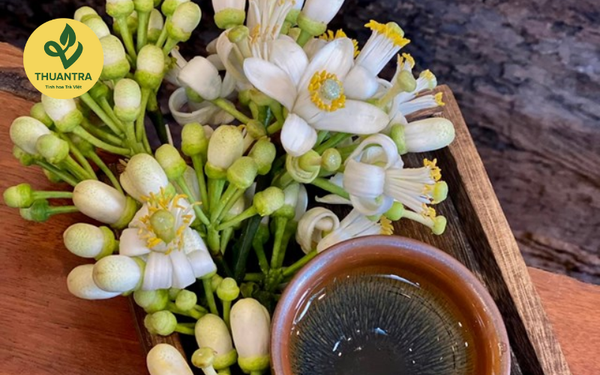 trà bưởi