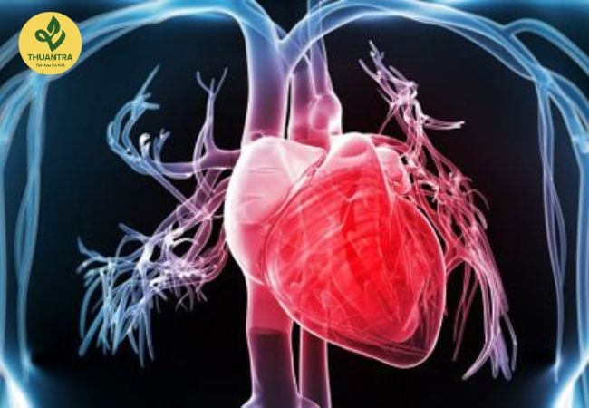 Trà Ô Long: Thảo dược quý cho sức khỏe của bạn