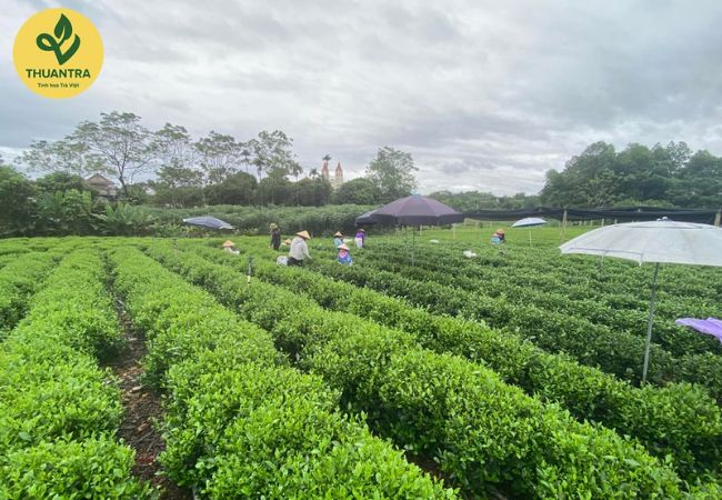 Trà Shan Tuyết: Hương vị độc đáo và hành trình khám phá văn hóa truyền thống