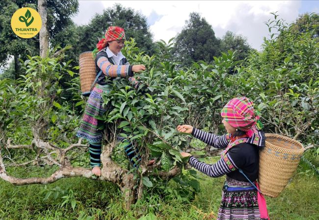 Đặc điểm nhận biết Trà Shan tuyết ngon, hàng thật, chất lượng thật