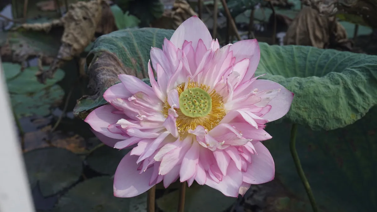 Bông sen hồng nở trên đầm