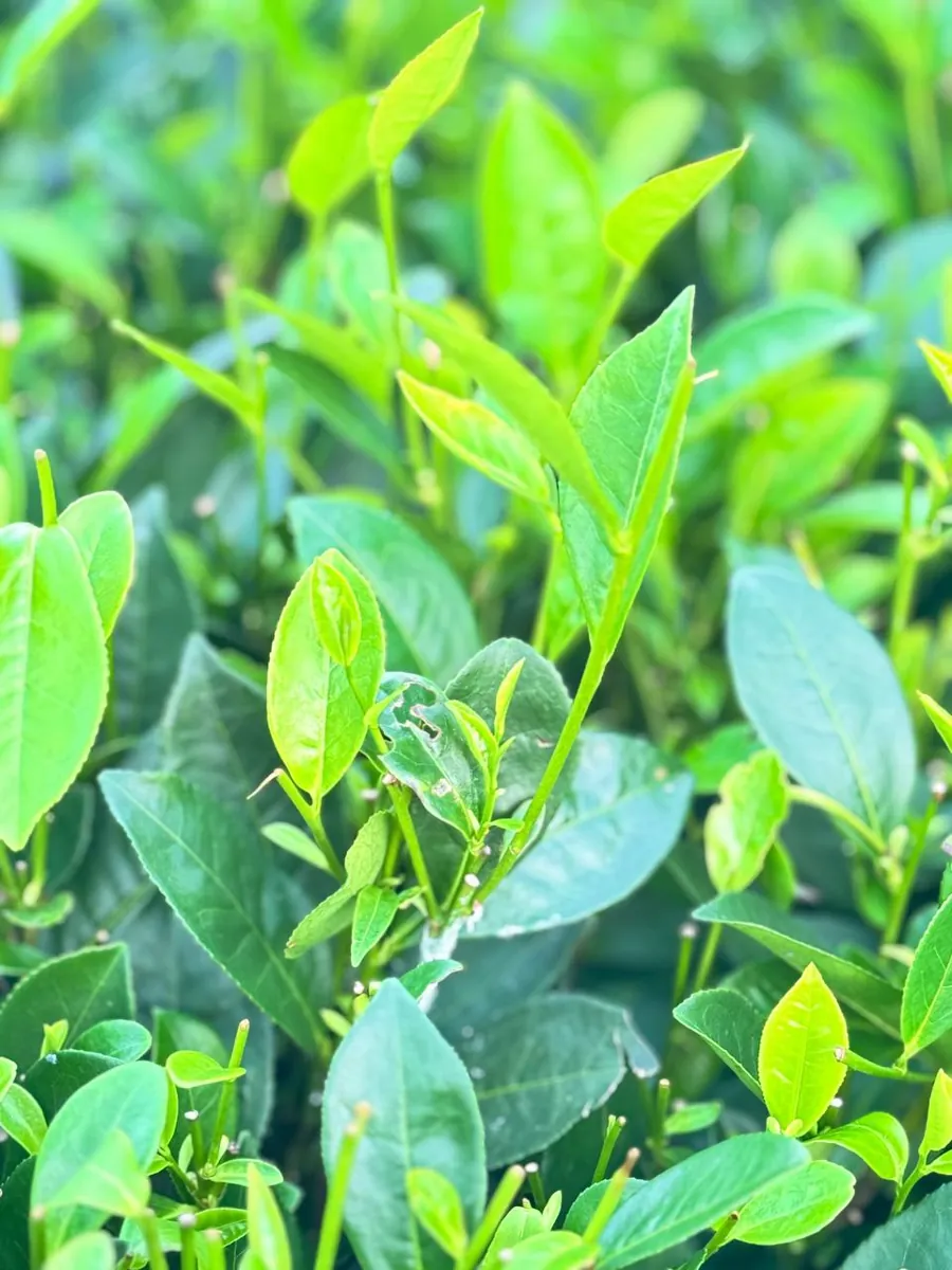 Cận cảnh búp chè 1 tôm 2 lá