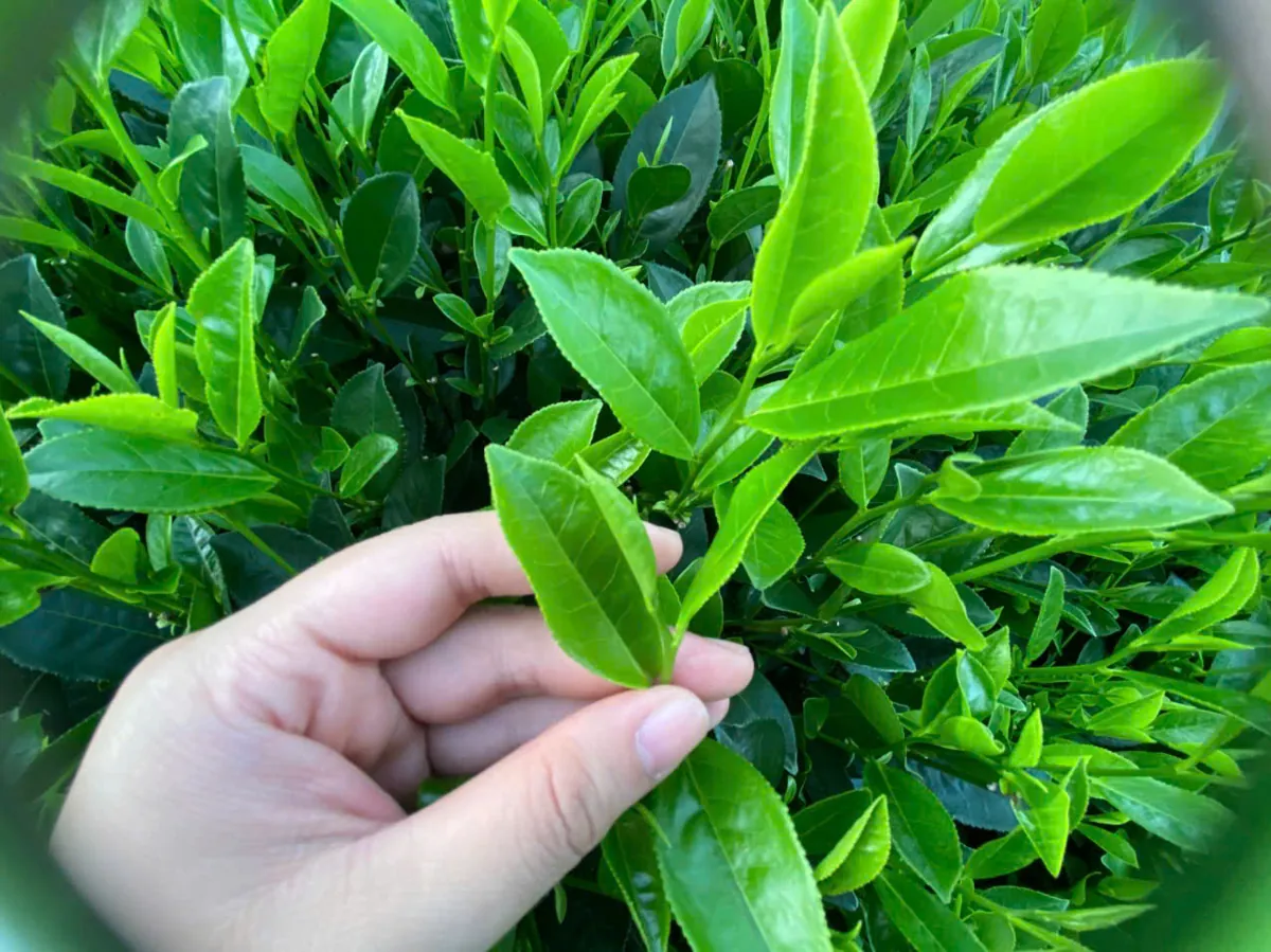 Búp chè 1 tôm 2 lá — nguyên liệu trà móc câu