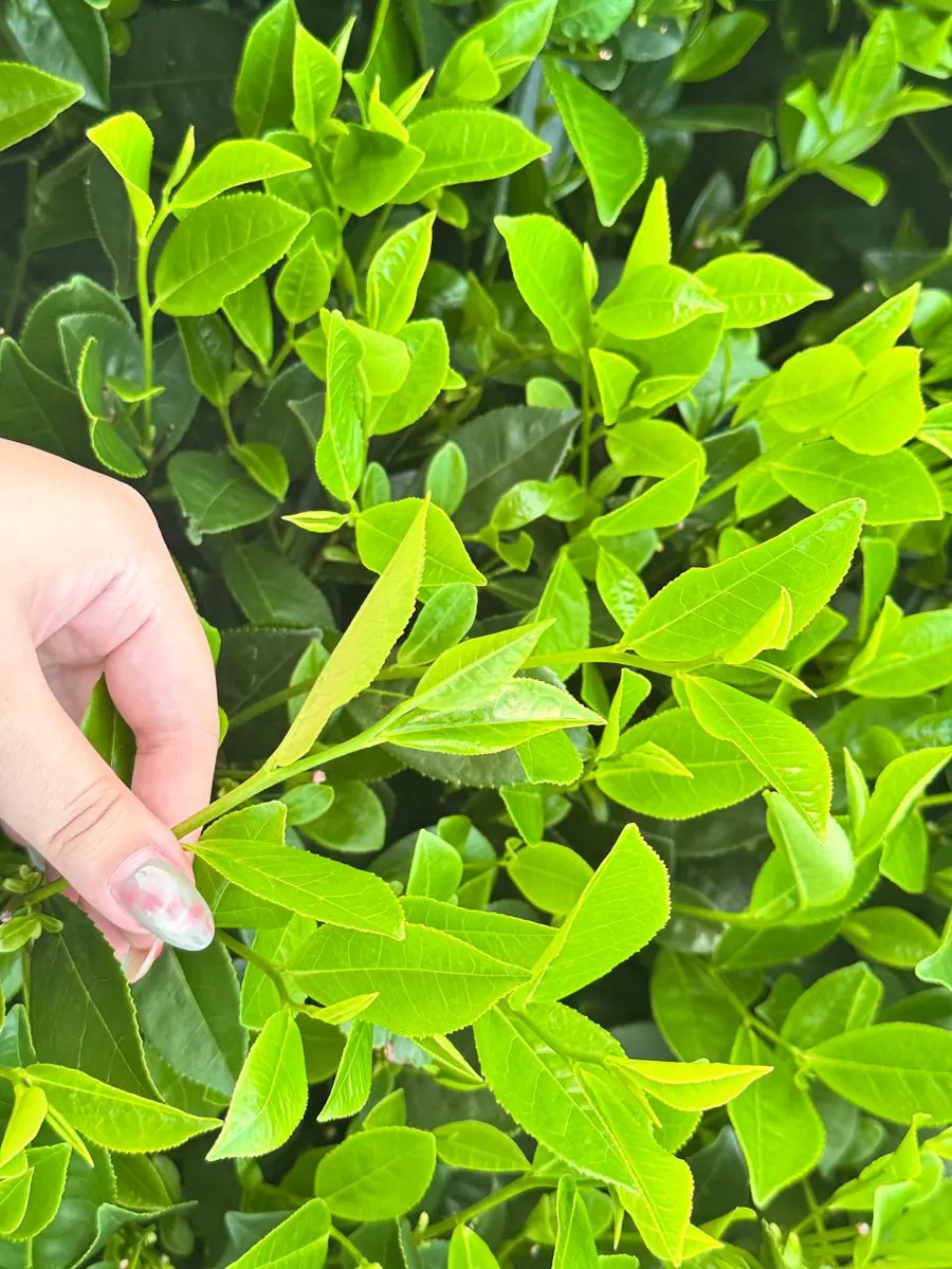 Búp chè Thái Nguyên — nguồn catechin và L-theanine