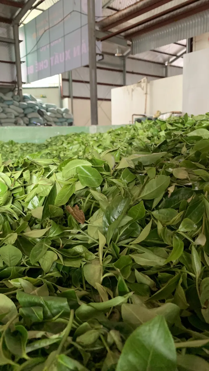 Búp chè tươi vừa hái – trà búp Thái Nguyên