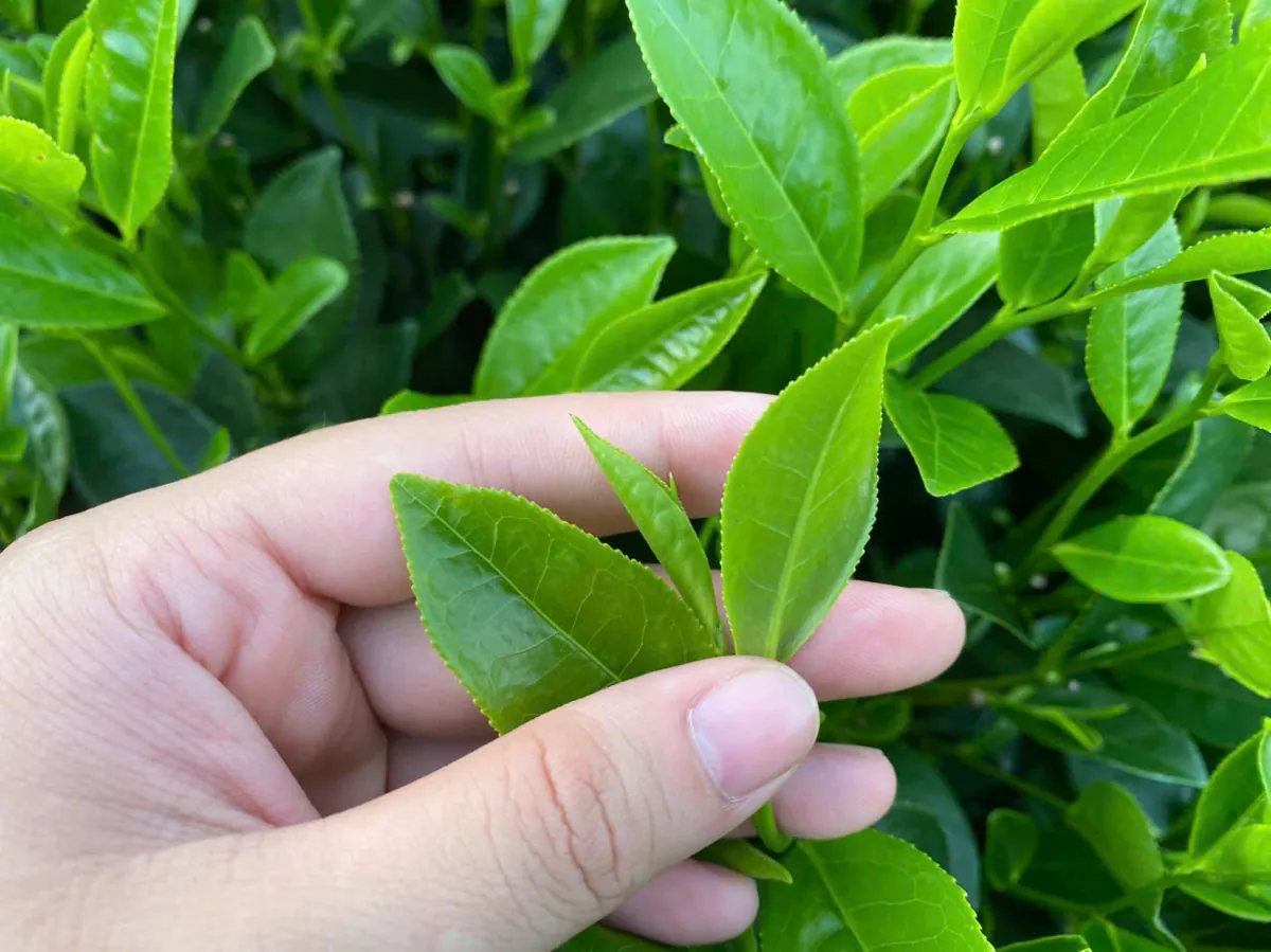 Búp trà non — nguyên liệu trà hạng cao